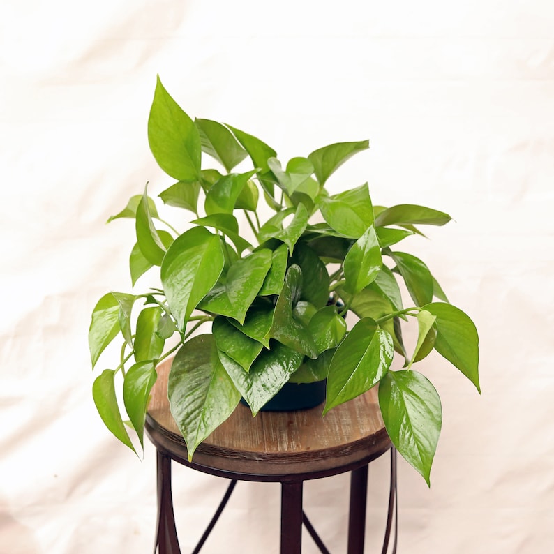 LIVE 6 Inch Jade Pothos Plant - Epipremnum Aureum, Trailing Indoor Houseplant, Perfect Gift for English Teachers & Home Decor