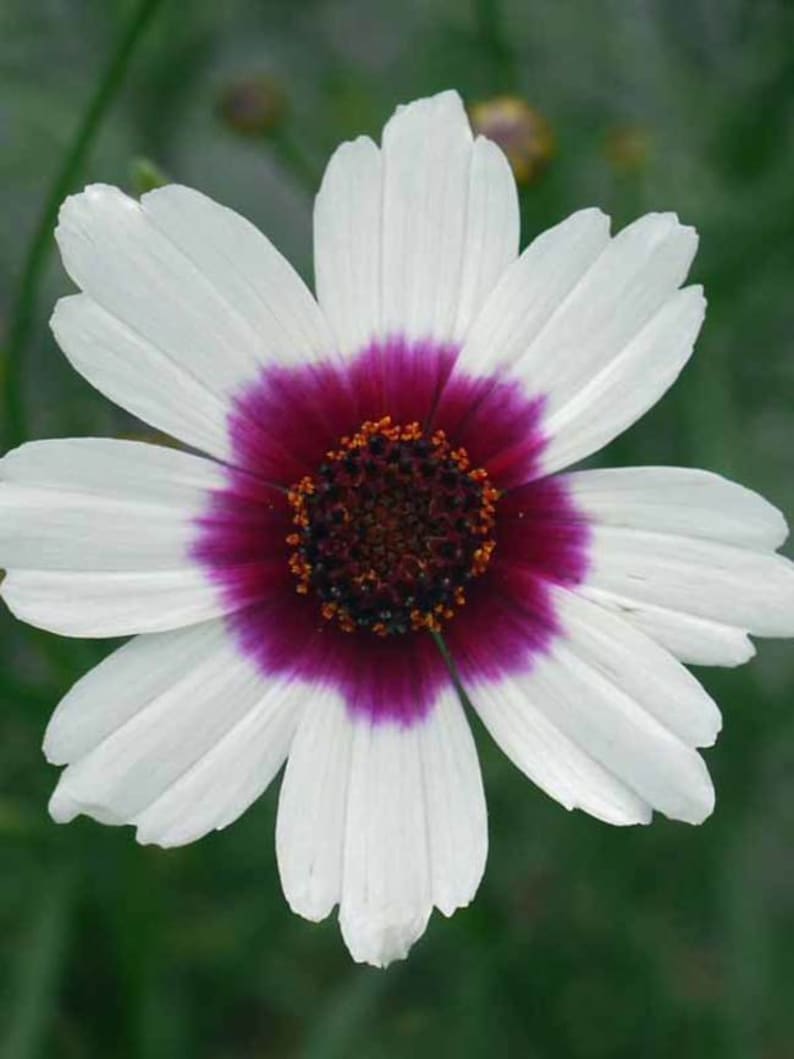 Coreopsis 'Ice Wine' Starter Plant - Perennial Flower - White & Mulberry - COREOPSIS 'Ice Wine' - 2.5"x3.5" Pot