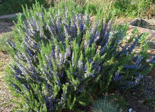 3 Pk 2" Rosemary Tuscan Blue Plants - Upright Culinary Herb (Rosmarinus officinalis) - Live Aromatic Shrubs for Gardens & Containers
