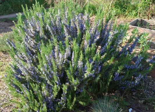 15 Pk 2 Inch Rosemary Tuscan Blue Live Plants - Rosmarinus officinalis, Aromatic Herb for Garden or Container
