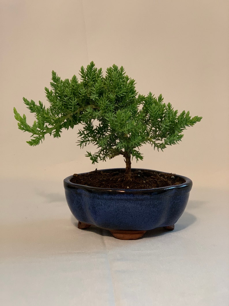 Starter Bonsai Tree - 2 Yr Old Juniper Procumbens Nana - Dwarf Pine Bonsai for Outdoor Use