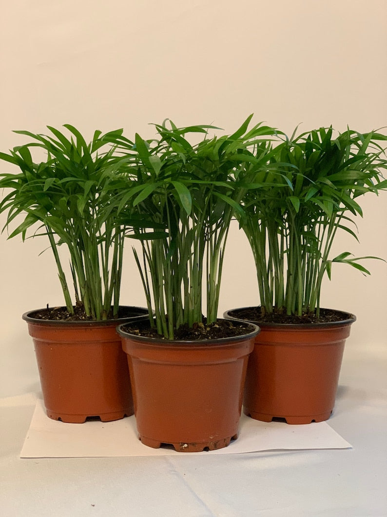 3Pk Neanthe Bella Palm 4 Inch - Chamaedorea elegans - Parlor Palm, Miniature Fishtail Palm, Indoor Plant, Good Luck Palm