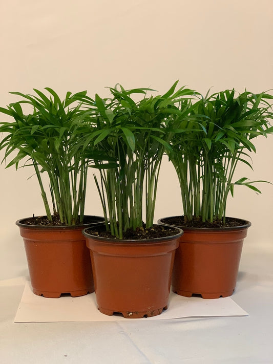 3Pk Neanthe Bella Palm 4 Inch - Chamaedorea elegans - Parlor Palm, Miniature Fishtail Palm, Indoor Plant, Good Luck Palm