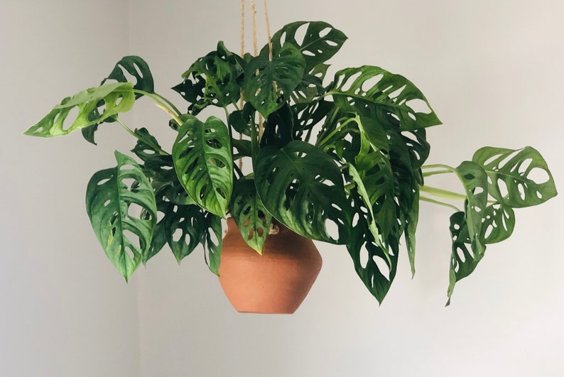 Swiss Cheese Plant - 8" Hanging Basket - Monstera Adansonii - Tropical Houseplant - Indoor Climbing Plant
