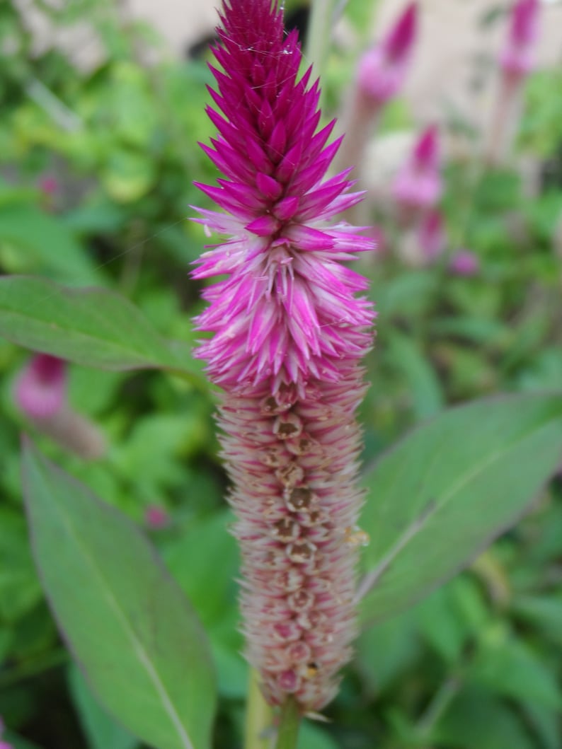 Celosia Argentea Seeds - 100x Edible Amaranth Seeds, Common Cockscomb, Easy to Grow, Fresh Seeds for Gardening