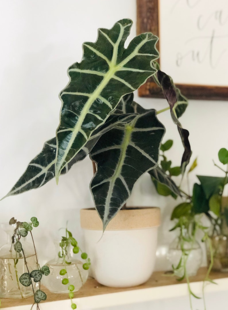 African Mask Plant - 4" Houseplant - Alocasia Amazonica Polly - Unique Dark Green Leaves with Neon Ripples