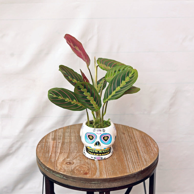 LIVE 4 inch Red Maranta Herringbone Prayer Plant in Funky Ceramic Skull Pot - Indoor Houseplant, Best Friend Gift