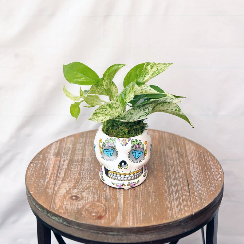 LIVE 4 Inch Marble Queen Pothos Plant in Funky Ceramic Skull Pot - Variegated Indoor Trailing Plant, Epipremnum Aureum