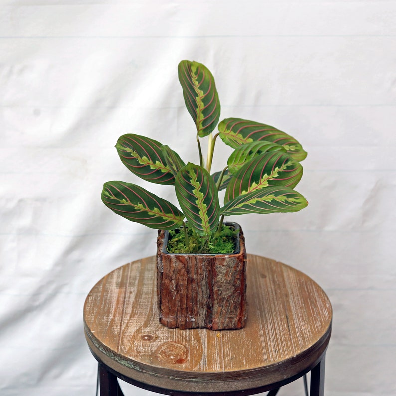 LIVE Red Maranta Prayer Plant in Glass Pot | Herringbone Plant | Maranta leuconeura | Perfect Gift for Birthdays & Holidays