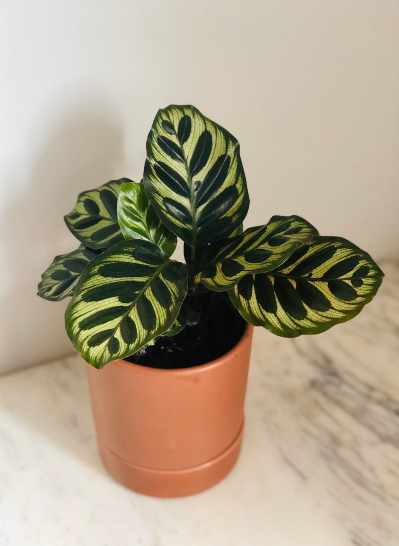 Peacock Plant - Calathea Makoyana - Rare Tropical Live Plant - Multiple Sizes - Indoor Houseplant for Humidity Lovers