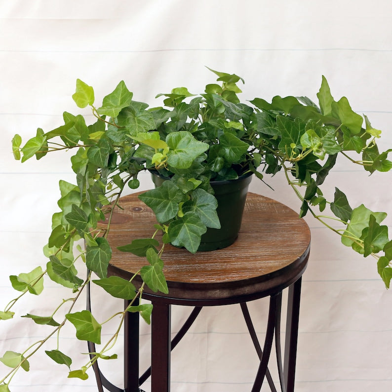 LIVE Ivy Plant 6 Inch Pot, Trailing Evergreen Houseplant, Hedera Helix, Indoor Air Purifier, Green Wall Decor, Gift Plant