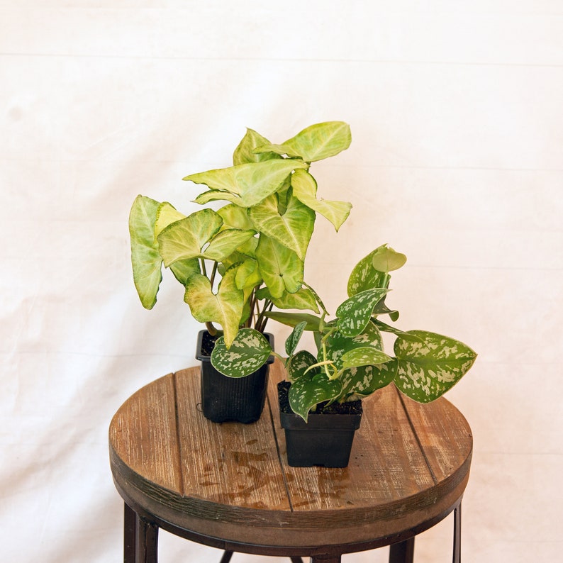 LIVE 3 Inch Pot Combo - White Butterfly Syngonium Arrowhead & Silver Satin Pictus - Houseplant Gift for Plant Lovers