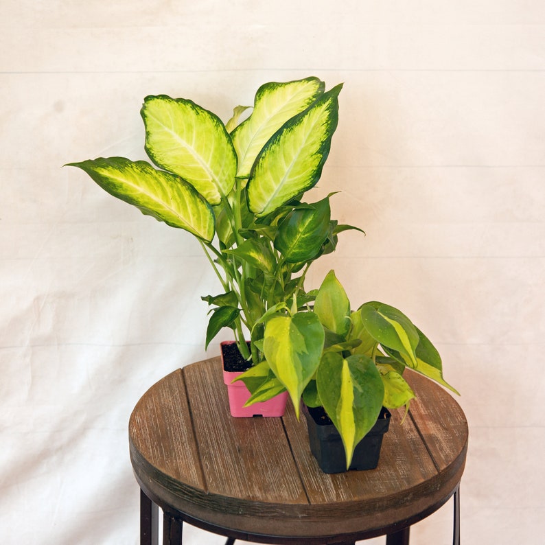 LIVE Combo 3-inch Pots Dieffenbachia & Brazilian Philodendron - Houseplants for Plant Lovers, Gifts for Nurses & Grandparents