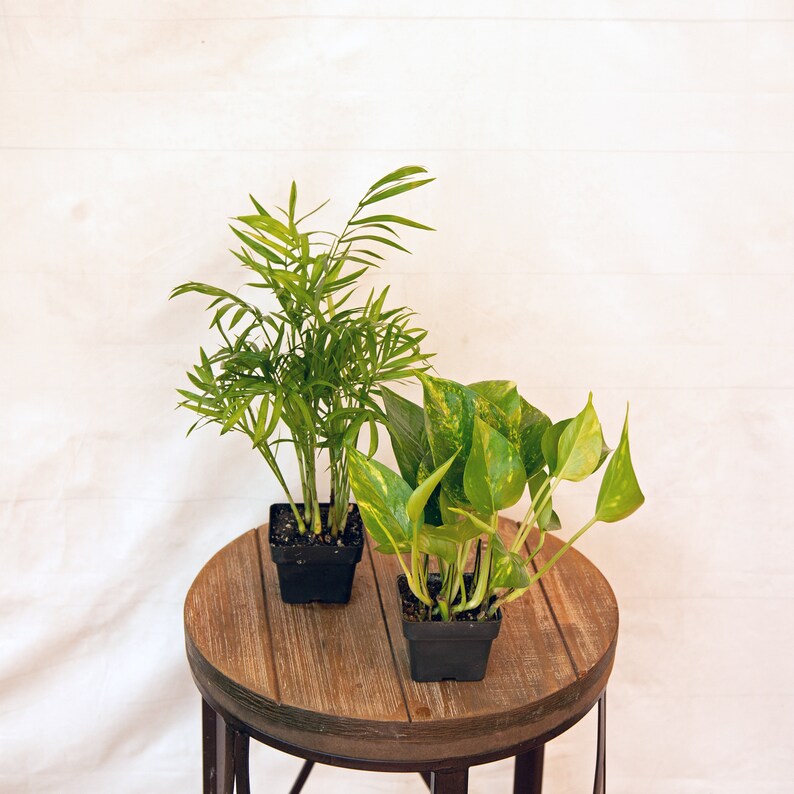 LIVE Combo 3 Inch Pots Palm Chamaedorea Elegans & Golden Pothos - Indoor Plants for Office, Gifts, Home Decor