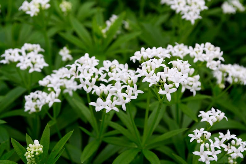 Sweet Woodruff Starter Plant - Galium odoratum - Shade Groundcover - Live 2.5" Plant - Deer Resistant, Hardy Ground Cover