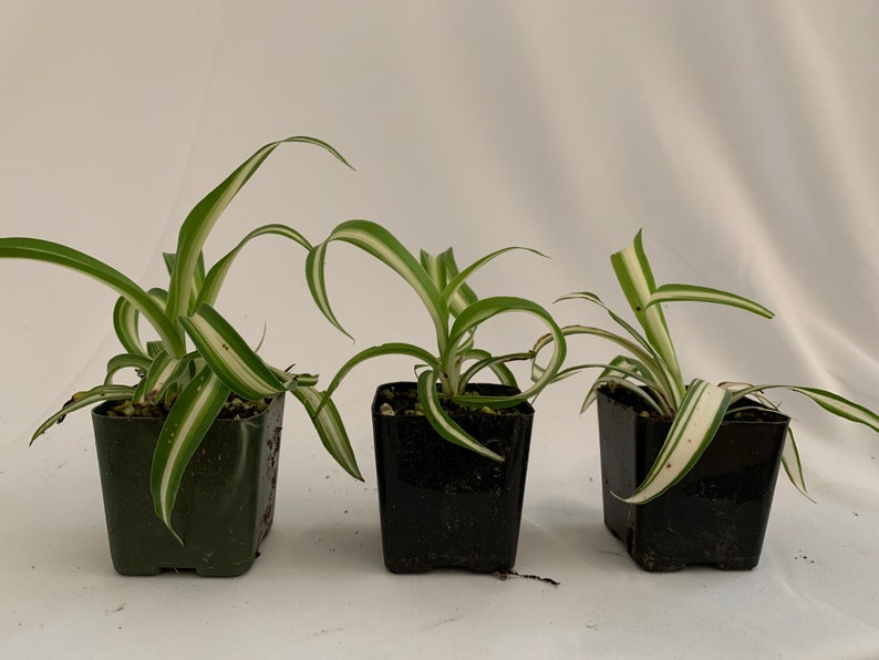 3Pk Variegated Spider Plant 2 Inch Live Chlorophytum comosum - Indoor Air Purifying Plant, Ribbon Plant, Snake Plant