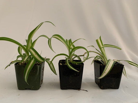 3Pk Variegated Spider Plant 2 Inch Live Chlorophytum comosum - Indoor Air Purifying Plant, Ribbon Plant, Snake Plant