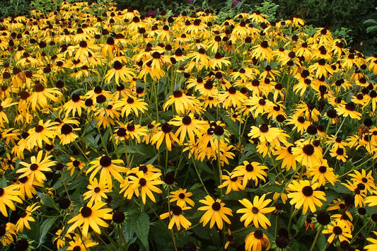 Black Eyed Susan Starter Plant 2.5" Pot - Rudbeckia fulgida 'Goldsturm' - Hardy Perennial for Pollinators - Full Sun