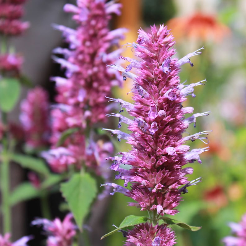 Hummingbird Mint Live Starter Plant 2.5” Agastache 'Globetrotter' Reddish-Purple Blooms Pollinator Friendly