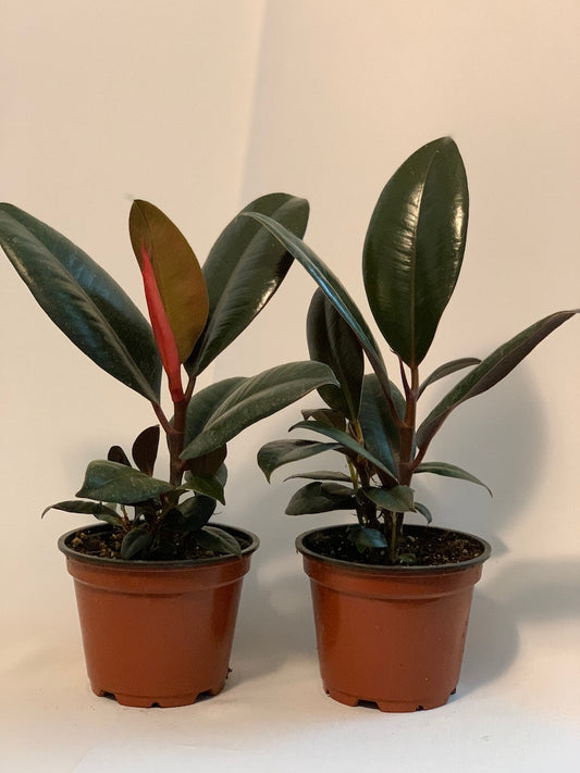 4" Burgundy Rubber Plant - Ficus elastica - Live Plants - 2 Pack, Fully Rooted, Indoor Houseplant, Eco-Friendly