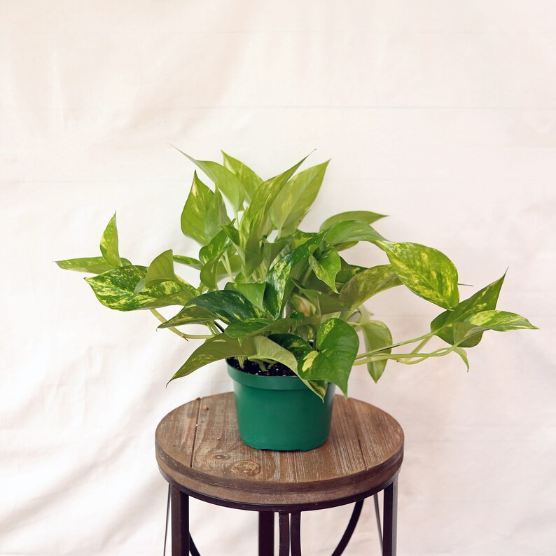 Golden Pothos Plant in 6 Inch Pot | Devil's Ivy | Trailing Indoor Houseplant | Easy Care | Trailing Vine | Trachyspermum aureum