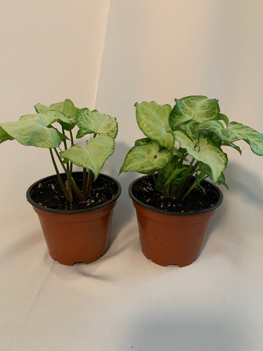 4 Inch White Butterfly Plant - Syngonium (Arrowhead Plant) - 2 Pack - Indoor Houseplant with Green Veins and Variegated Leaves