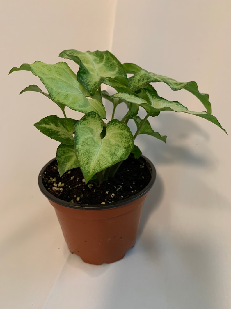 4 Inch White Butterfly Plant - Syngonium Podophyllum - Arrowhead Plant with Green Veins - Indoor Houseplant