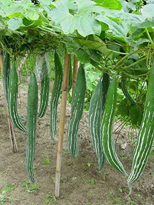 Snake Gourd 10 Seeds For Planting