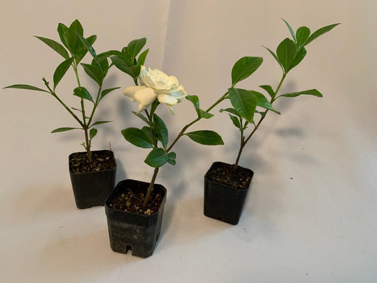 3 Pk Gardenia Veitchii Rose Plants - Gardenia Jasminoides 'Veitchii' - Compact, Fragrant Blooms - Indoor/Outdoor - 3 Inch Pots