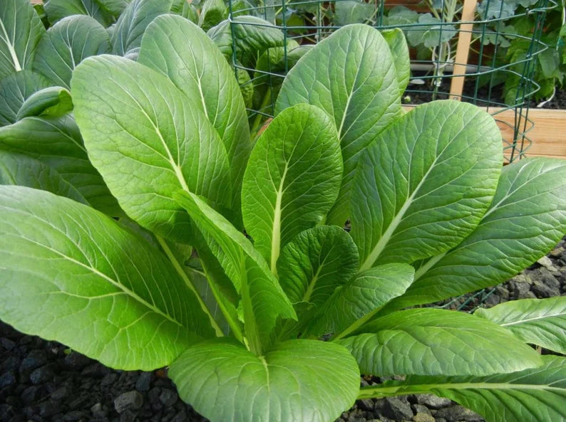 Spinach - Mustard komatsuna 500 mg Seeds For Planting