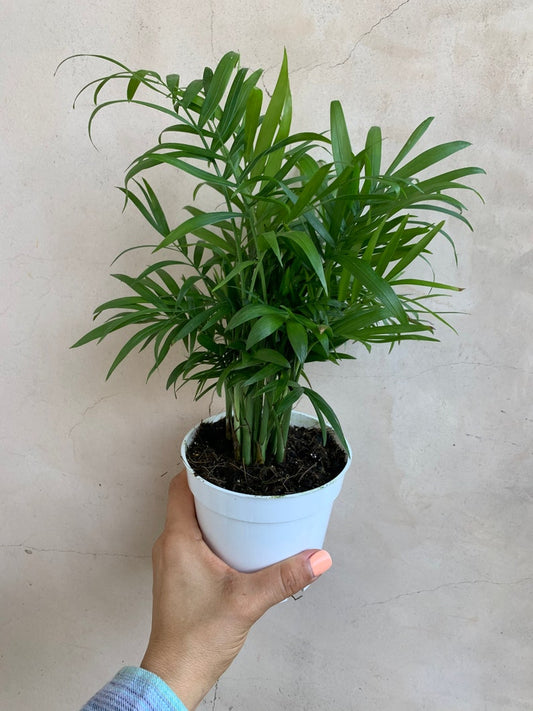 4” Parlor Palm Plant, Neanthe Bella, Chamaedorea Elegans, Live Houseplant in Nursery Pot, Easy Care Indoor Plant