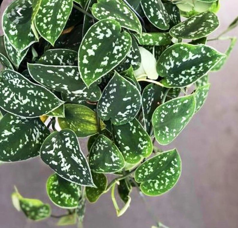 Silver Pothos Cuttings - Rare Silver Satin - Scindapsus - Elegant Indoor Plant with Silver Spots - Easy Care, Low Light