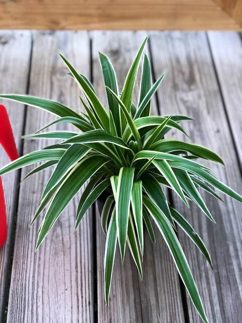 Variegated Spider Plant in 4 Inch Pot - Easy Care Houseplant - Chlorophytum comosum