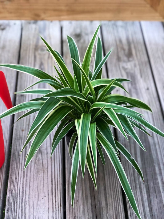 Variegated Spider Plant in 4 Inch Pot - Easy Care Houseplant - Chlorophytum comosum