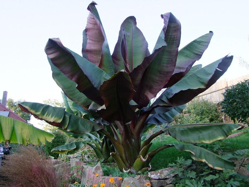 Red Abyssinian Banana Plant - Live Starter 6-10” - Ensete maurelii - Tropical Perennial for Indoor/Outdoor Use