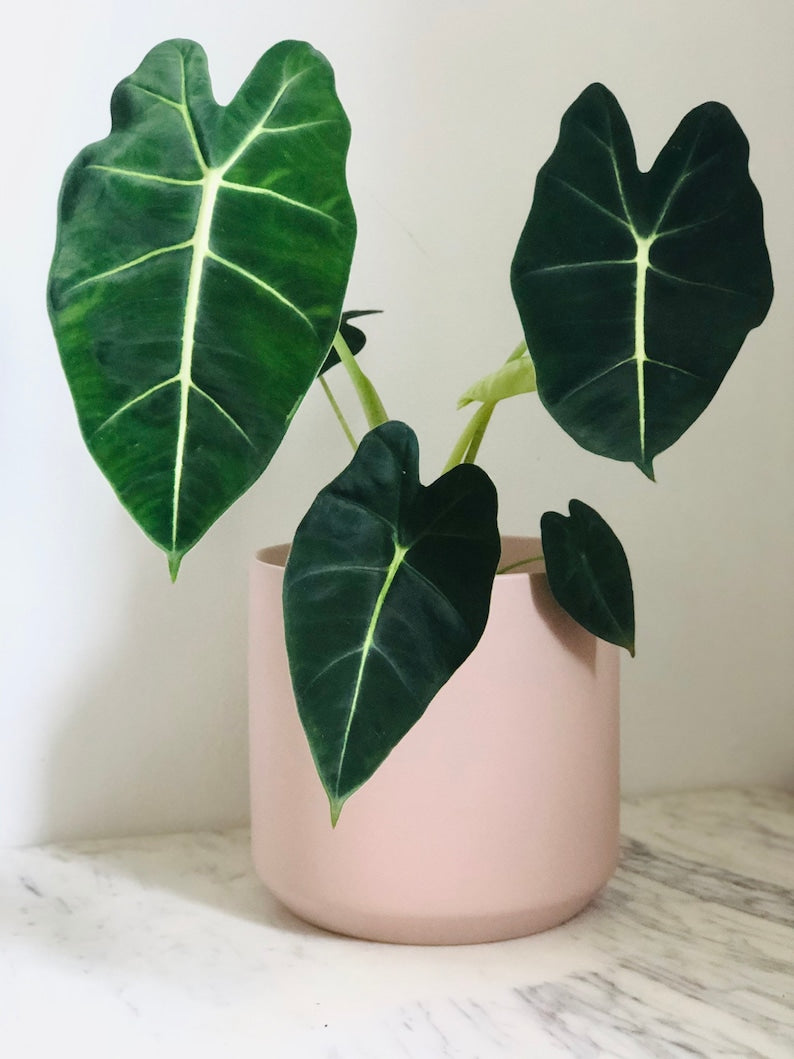 Modern Matte Pot 5" Neutral Tone Muted Pink Planter - Smooth Finish - Indoor Plant Container - No Drainage Hole