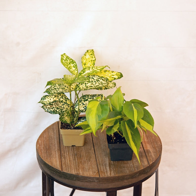 LIVE Indoor Plant Set - 3 Inch Pots Florida Beauty & Brazilian Philodendron - Variegated Green Houseplants for Home Decor