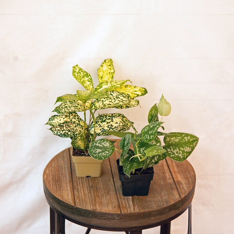 LIVE Potted Plants - 3 Inch Variegated Florida Beauty & Silver Satin Pictus - Indoor Houseplants, Anniversary Gift, Unique Decor