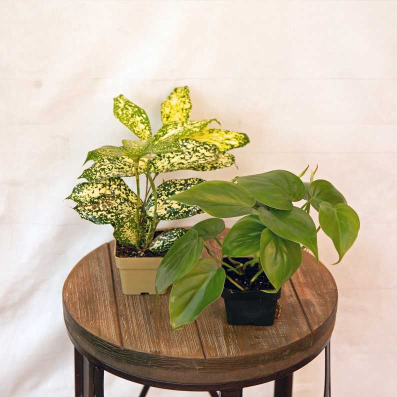 LIVE Florida Beauty & Green Philodendron Combo - 3 Inch Pots - Indoor Houseplants - Philodendron spp. - Perfect Gift