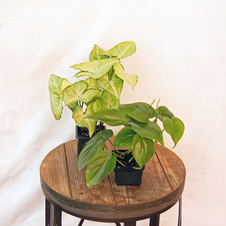 Live Plant Combo - 3 Inch Pots White Butterfly Syngonium & Green Philodendron Heartleaf - Air Purifying Houseplants