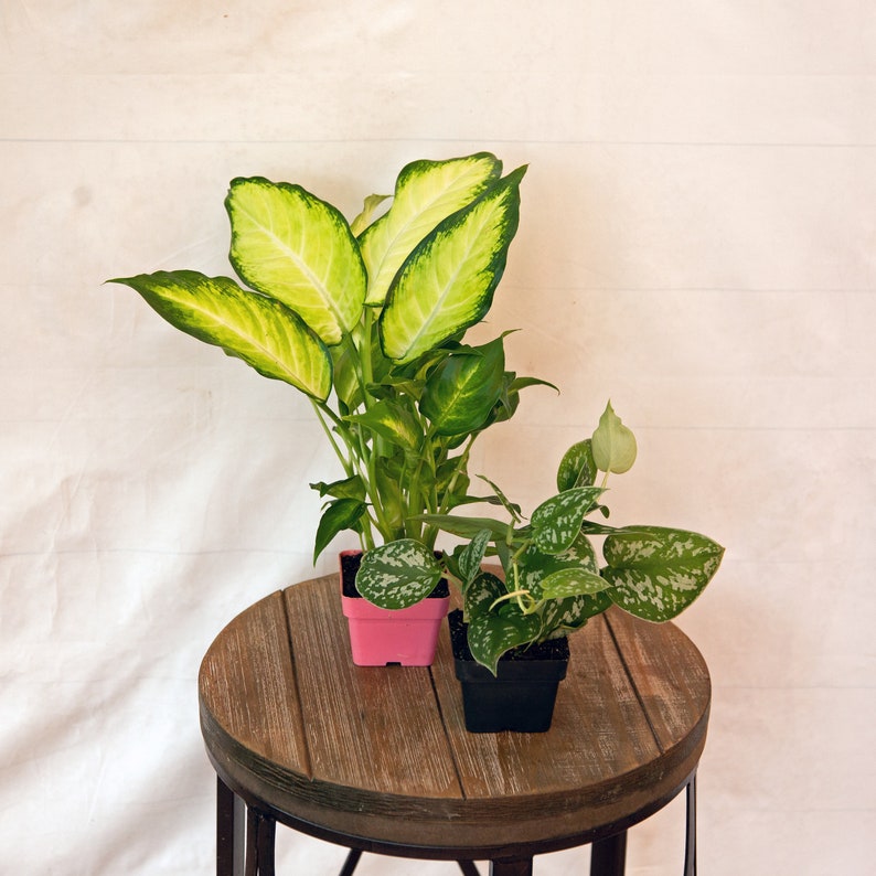 Dieffenbachia & Silver Satin Pictus Combo - Variegated Indoor House Plants in 3-Inch Pots - Ideal Gift for Nurses & Coaches