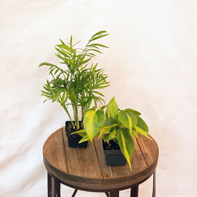 LIVE Combo 3-Inch Pots - Chamaedorea Elegans & Brazilian Philodendron - Elegant Indoor Plants for Home & Gifts