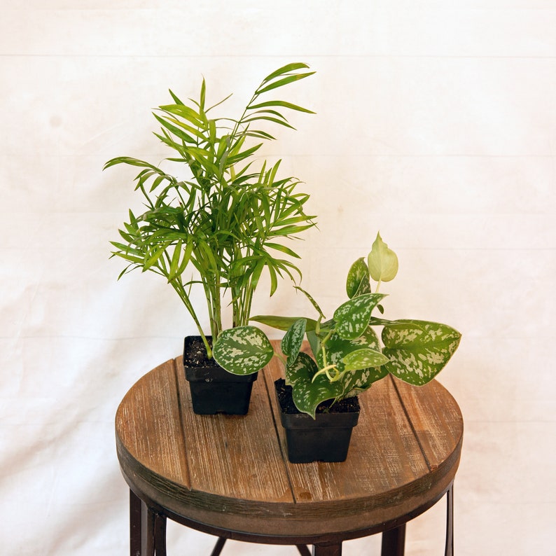 LIVE Combo 3-Inch Pots - Chamaedorea Elegans & Silver Satin Pictus - Office Plants, Houseplants, Evergreen Foliage