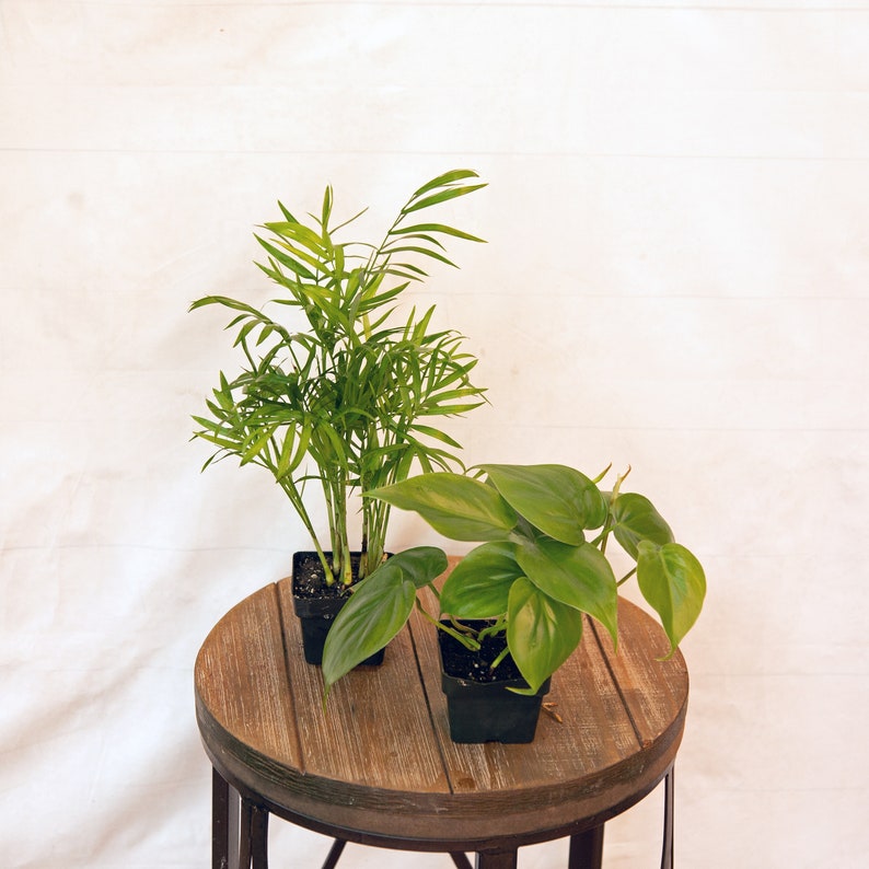LIVE Combo 3 Inch Pots Palm Chamaedorea Elegans & Green Philodendron Heartleaf, Easy Care Houseplants, Indoor Plants Set