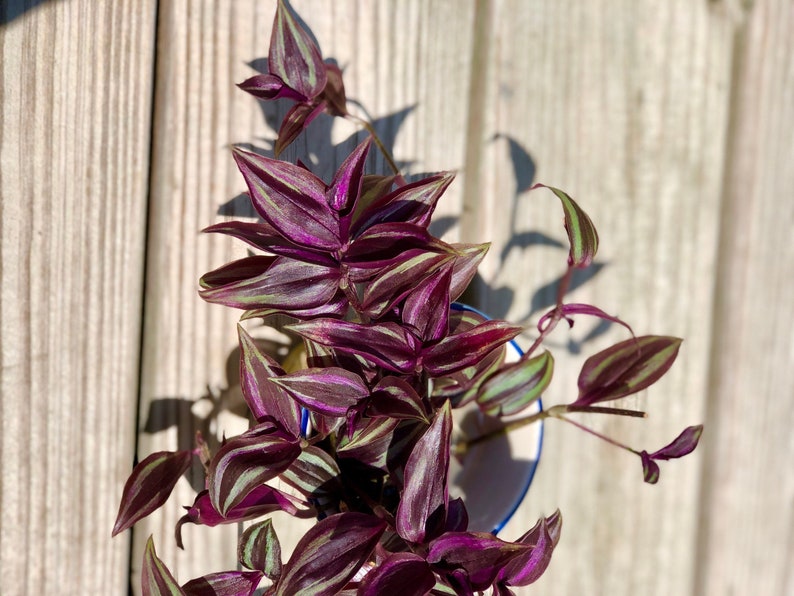 Unrooted Cuttings 2” Wandering Jew Variegated Purple Pink Foliage (Tradescantia zebrina) - Easy Care Houseplant