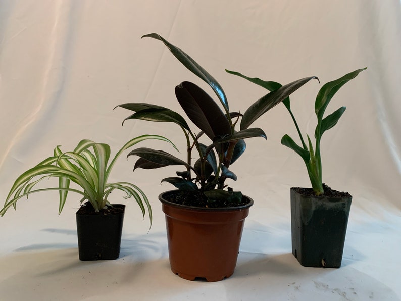 Rubber Plant Trio - 4" Rubber Plant, Strelitzia Reginae "Orange", 2" Spider Plant - Live Indoor Plants Collection