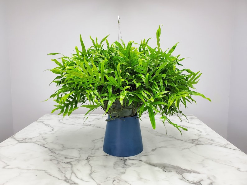 Kangaroo Fern Plant - Live Hanging Plant 12" Basket - Wart Fern - Tropical Foliage - Nephrolepis exaltata