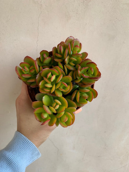 4” Crassula Pink Jade Plant, Live Succulent in 4” Nursery Pot, Vibrant Green and Pink Foliage, Ideal Indoor Decor