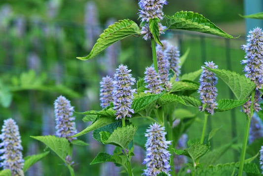 Agastache Foeniculum Live Starter Plant - Anise Hyssop - 3” Pot - Fragrant Pollinator Flower - Hummingbird Mint