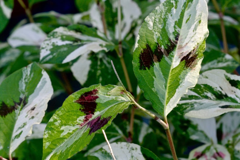 Persicaria virginiana 'Painter's Palette' Live Starter Plant - Variegated Foliage - Deer Resistant - Healthy 2.5" Pot